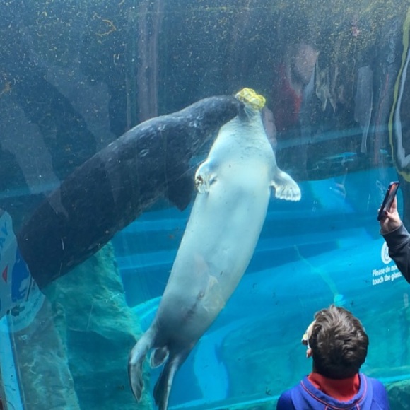 Meet your Posher, Pen - Picture 1 of 1